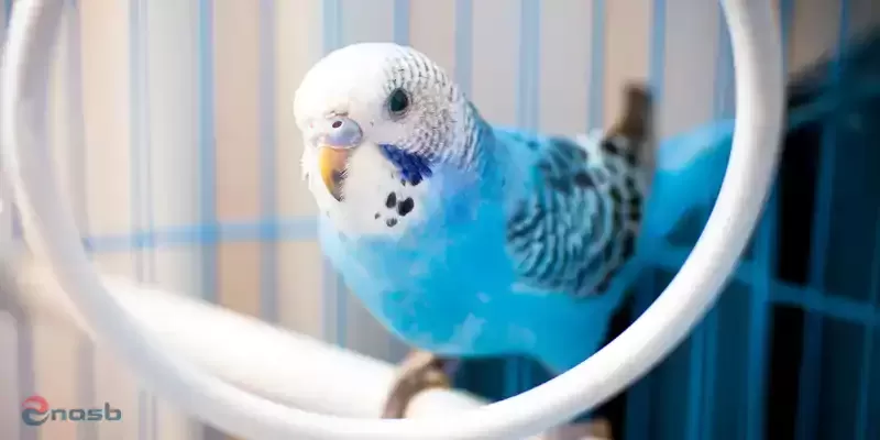 پرنده ها در لیست پرفروش ترین حیوانات خانگی
